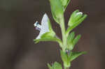 Thymeleaf speedwell